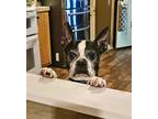 Adopt Beau a Boston Terrier