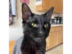 Adopt Crow a Domestic Short Hair