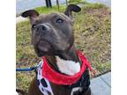 Adopt Presley a Pit Bull Terrier
