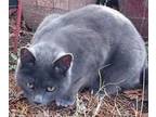 Adopt Smudge a Russian Blue, Domestic Short Hair