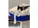 Adopt Jazzy (BONDED PAIR) a White Domestic Shorthair / Mixed (short coat) cat in