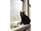 Adopt Pearl a All Black Domestic Shorthair / Mixed cat in Palatine