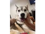 Adopt SHELDON a Husky