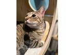 Adopt Asher a Tabby