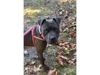 Adopt Warlock (In foster) a American Pit Bull Terrier / Mixed Breed (Medium) /