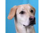 Adopt Phoenix a White - with Tan, Yellow or Fawn Hound (Unknown Type) / Husky /