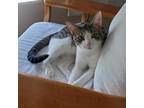 Adopt Elliott a Brown or Chocolate Domestic Shorthair / Mixed cat in Carmel