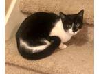 Adopt Shiloh Bonded with Mave a Domestic Short Hair