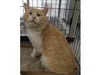 Adopt Seth a Domestic Short Hair