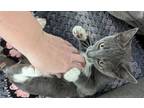 Adopt Blizzard a Gray or Blue (Mostly) Domestic Shorthair / Mixed (long coat)