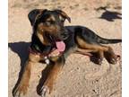 Adopt Bohdi a German Shepherd Dog