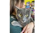 Adopt Max a Russian Blue, Domestic Short Hair