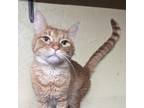Adopt Chilly @Smitten Kitten Cat Cafe a Domestic Short Hair