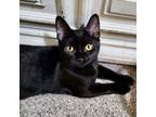 Adopt Leda a Domestic Shorthair cat in Knoxville, TN (38406134)