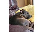 Adopt Riley a American Staffordshire Terrier