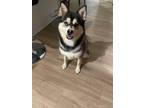 Adopt Rico a Tricolor (Tan/Brown & Black & White) Pomsky / Mixed dog in
