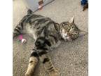 Adopt Kenny Rodgers a Domestic Short Hair