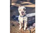 Adopt Victor a Pit Bull Terrier