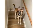 Adopt Simba a German Shepherd Dog