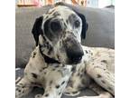 Adopt Domino a English Pointer