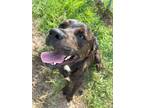 Adopt Nickel a Brown/Chocolate - with Black Rottweiler / Plott Hound dog in