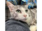 Adopt Love a American Shorthair, Egyptian Mau