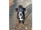 Adopt Timon a Black Labrador Retriever, Pit Bull Terrier