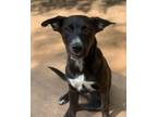 Adopt Finnegan a Labrador Retriever, Shepherd