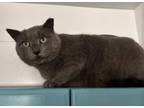 Adopt Gray a Domestic Short Hair