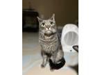 Adopt Smokey- BONDED WITH TEDDY a Domestic Short Hair