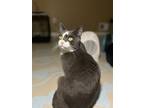 Adopt Teddy- BONDED WITH SMOKEY a Domestic Short Hair