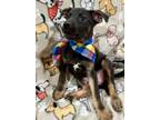 Adopt Simba a Labrador Retriever, German Shepherd Dog