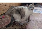 Adopt Snow (Declawed) a Siamese / Mixed (short coat) cat in Valley Park