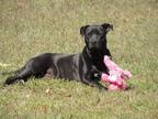 Adopt CindyCindy a Black Pit Bull Terrier / Labrador Retriever / Mixed dog in
