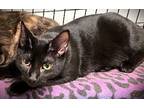 Adopt Matisse (Bonded with Manet) a Domestic Short Hair