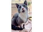 Adopt Tucker a Domestic Short Hair