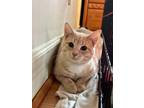 Adopt Nacho a Domestic Short Hair