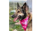 Adopt Heidi a Tricolor (Tan/Brown & Black & White) German Shepherd Dog / Mixed