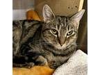 Adopt Maude a Brown Tabby Domestic Mediumhair cat in Knoxville, TN (38406008)