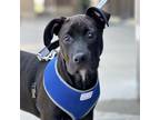 Adopt Rick a Black American Staffordshire Terrier / Mixed Breed (Medium) / Mixed