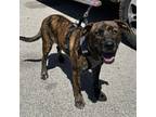 Adopt Leo a Brindle Mixed Breed (Large) / Mixed dog in Midland, TX (38256439)