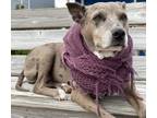 Adopt Layla a Gray/Silver/Salt & Pepper - with Black Catahoula Leopard Dog /
