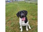 Adopt Louise a White Labrador Retriever / Mixed dog in Dodgeville, WI (38501279)