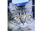 Adopt Stella a Tiger Striped Domestic Mediumhair (medium coat) cat in Andover