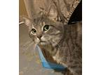 Adopt Alex (m) 3 yrs old silver tabby a Domestic Short Hair, Tabby