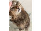 Adopt Motya a Maine Coon