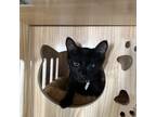 Adopt Sugar a All Black Domestic Mediumhair / Mixed cat in Brawley