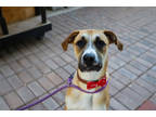 Adopt CANELA a Tan/Yellow/Fawn Retriever (Unknown Type) / Mixed dog in San