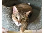 Adopt Churro a Spotted Tabby/Leopard Spotted Domestic Shorthair (short coat) cat