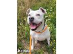 Adopt Katrina a Terrier (Unknown Type, Small) / Mixed dog in Defiance